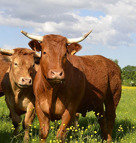 Gite à la ferme biologique du Milon