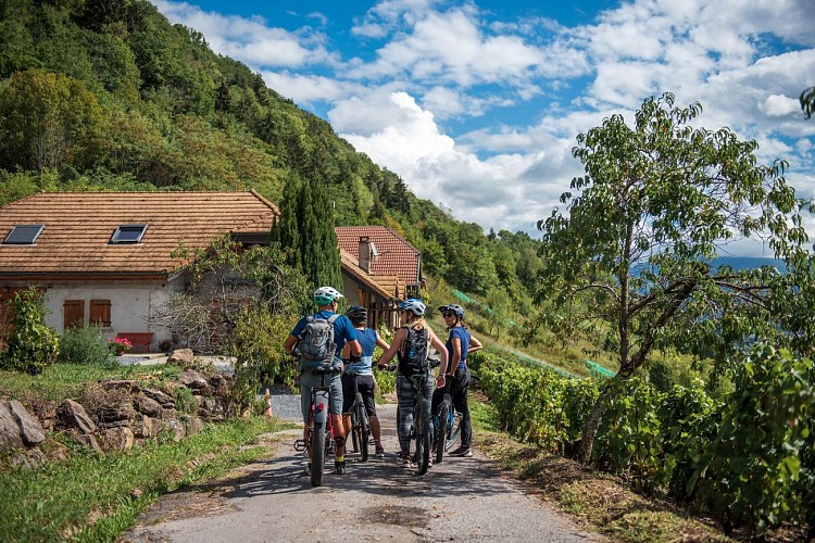 Vélo Vignes : Découvrez les vignes à vélo