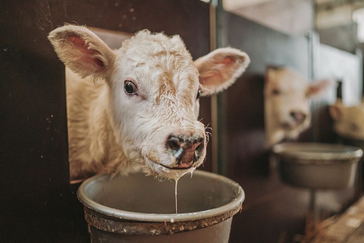 Boerderij in Aux Peupliers in Vaulx