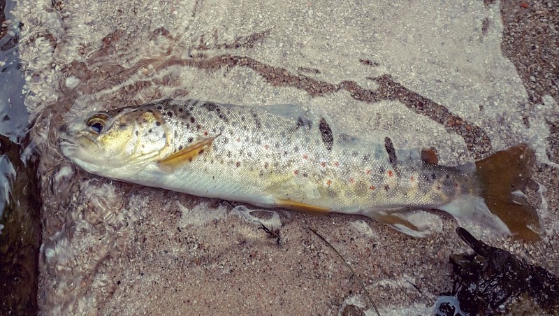 Vosges fishing guide - jonathan vaxelaire