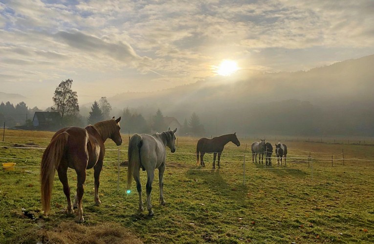 Chevaux dans la prairie