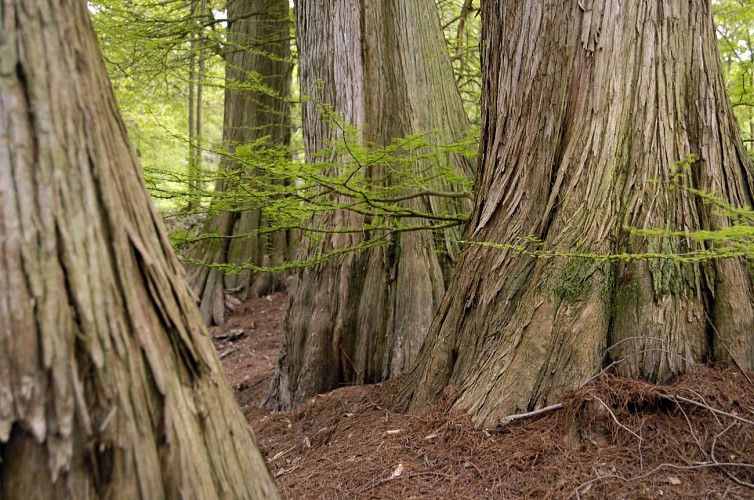 Arbres Remarquables : les cyprès chauves du bois de Saint-Denis