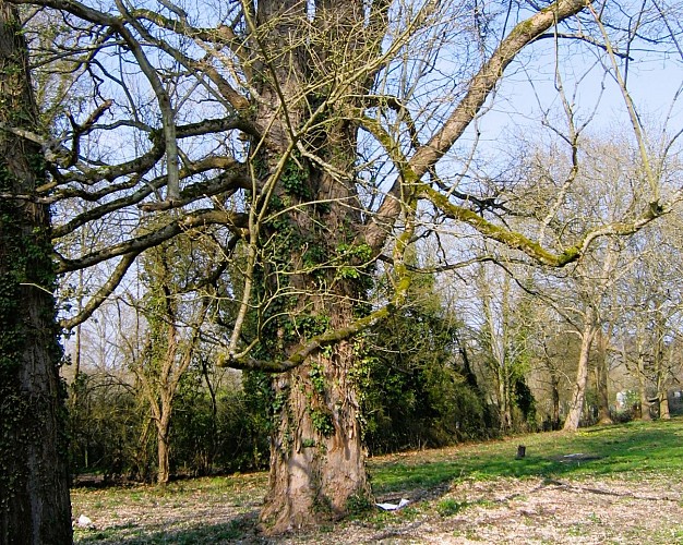 Arbre remarquable : l'érable sycomore du Domaine de la Salle