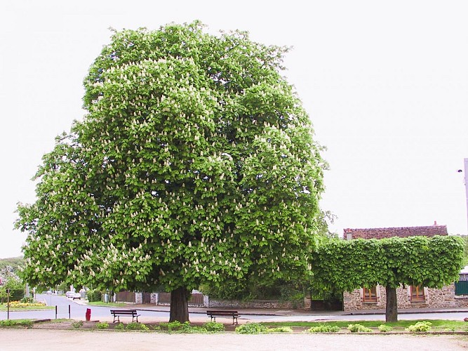 Arbres remarquables : le couple de Marronniers