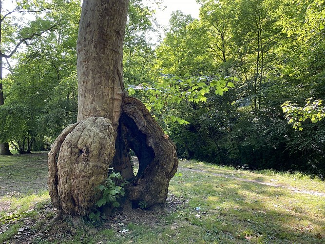 Arbres remarquables : groupe de 10 platanes