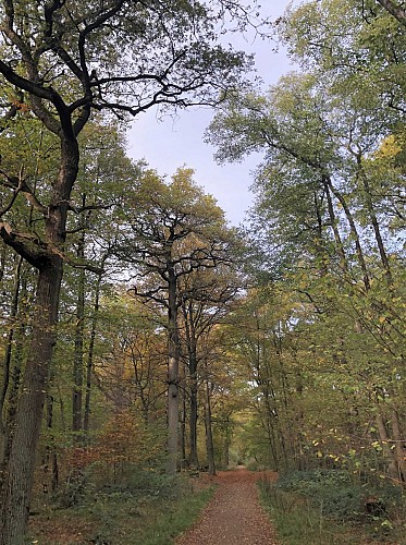 Passerelle faite de jolies pierres
