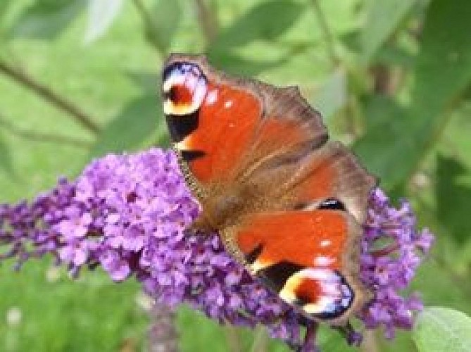 Cité des Insectes : le jardin