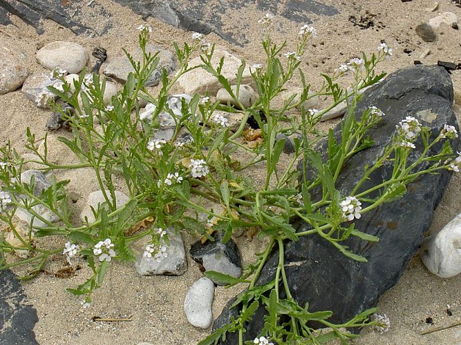 Des plantes les pieds dans le sable