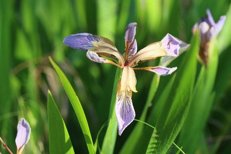 Le marais d’Orville : une flore thermophile sur le bord du chemin