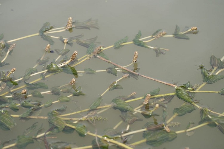 Végétation aquatique de l’étang du Puits