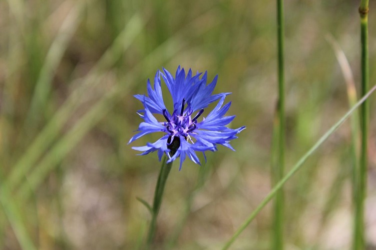 Balades & Botanique – Sorties natures