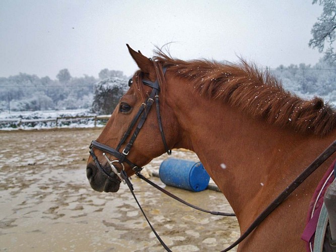 centre equestre - sous la neige