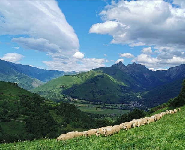 Troupeau de brebis Gaec Bouchoo