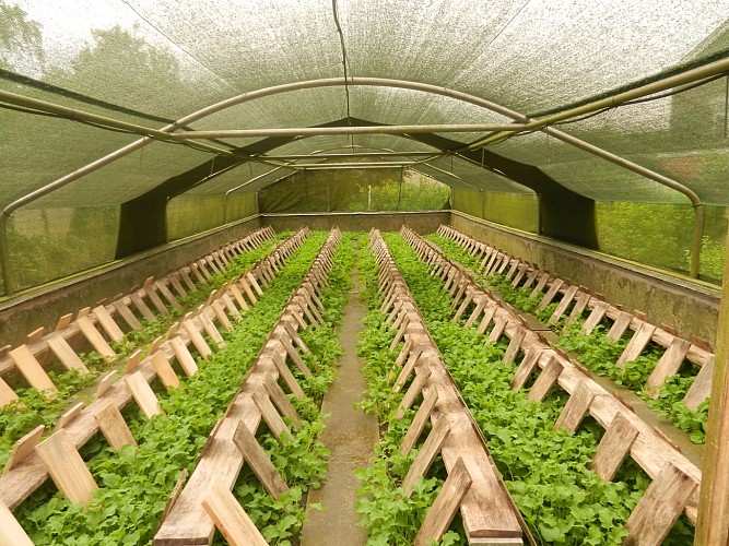 Escargotière Saint-Véron_serre