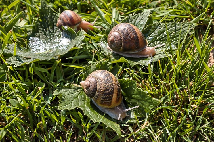 Escargotiere Saint-Veron