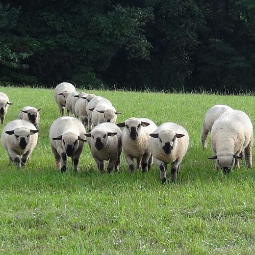 Bergerie de Mellery - moutons