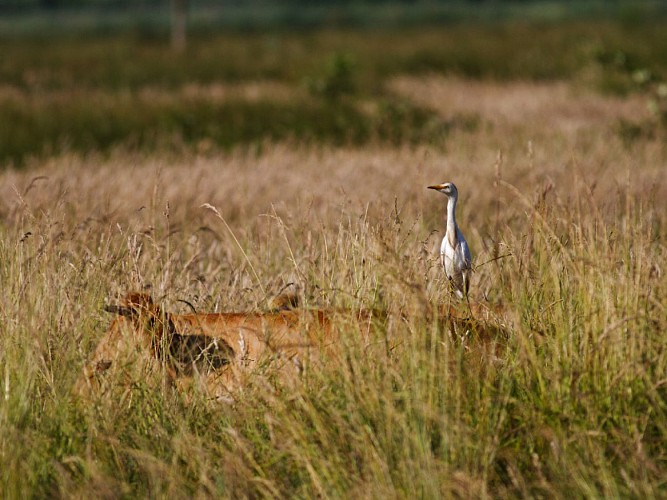 TERRES D'OISEAUX 800X600