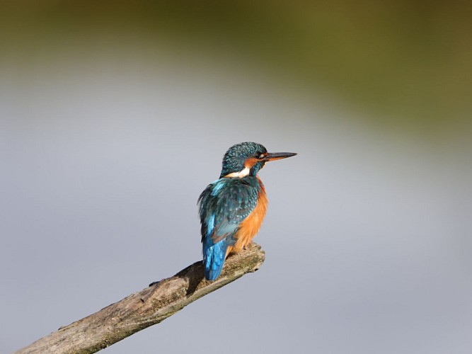 TERRES D'OISEAUX 800X600