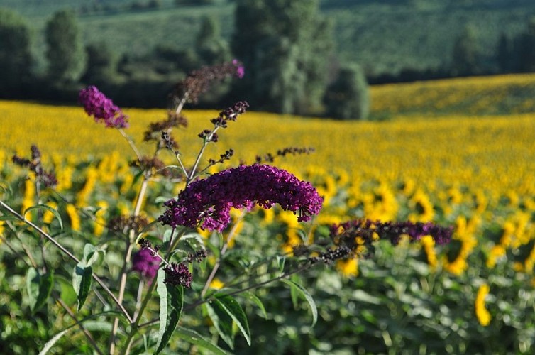 aire-stationnement-cadours