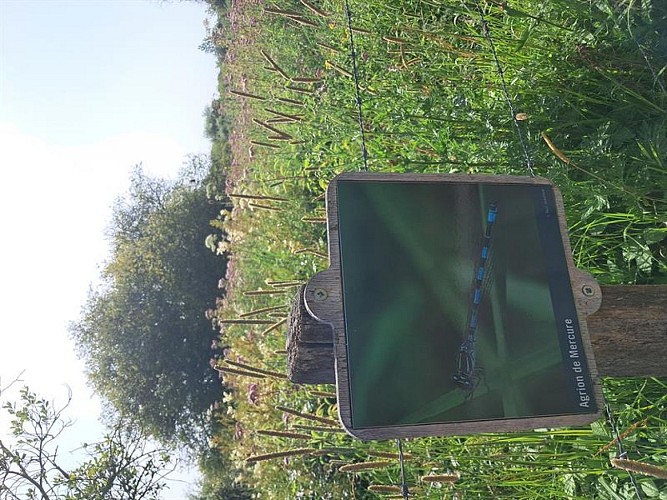 Marais de Lay St Rémy et Pagny-sur-Meuse