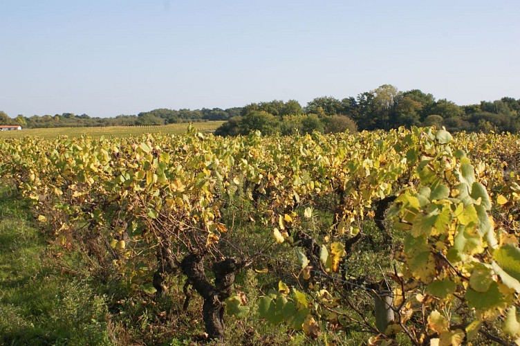 RANDO DES CEPAGES AU DOMAINE POIRON DABIN