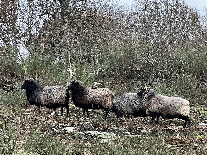 11 points de vue La Roche - Colette Mottet (24) (Copier)