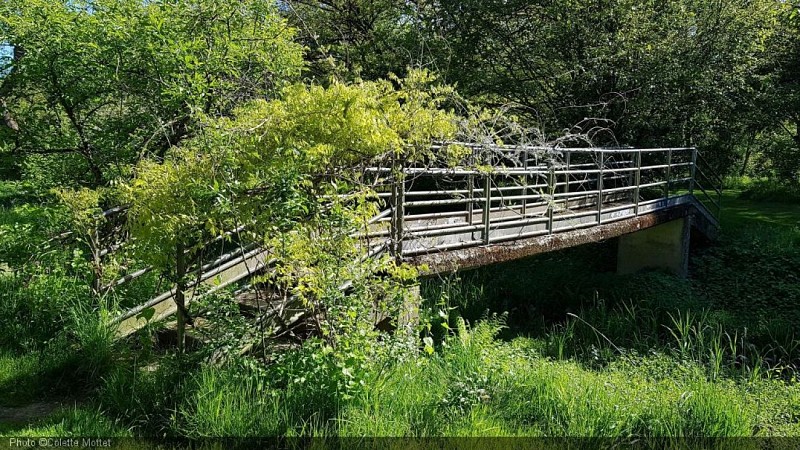 Arboretum Lenoir13.jpg