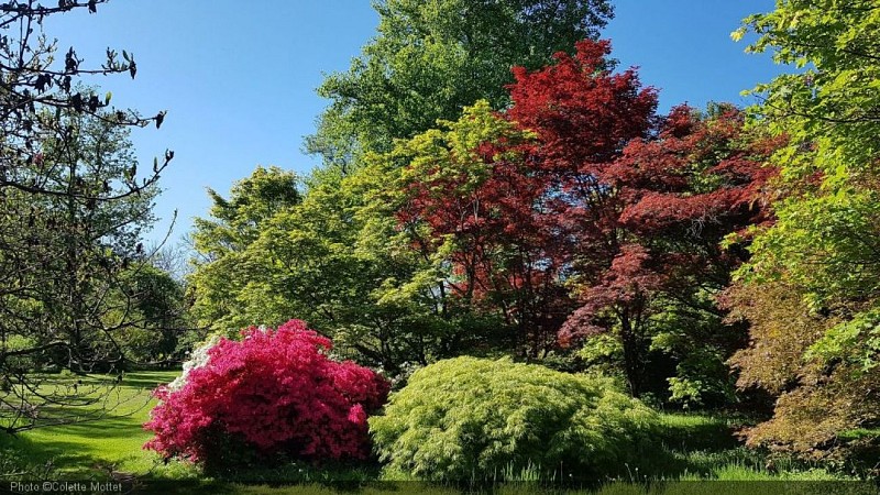 Arboretum Lenoir.jpg