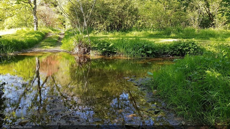 Arboretum Lenoir5.jpg