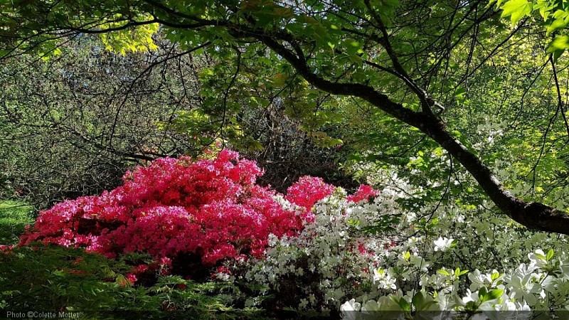 Arboretum Lenoir1.jpg