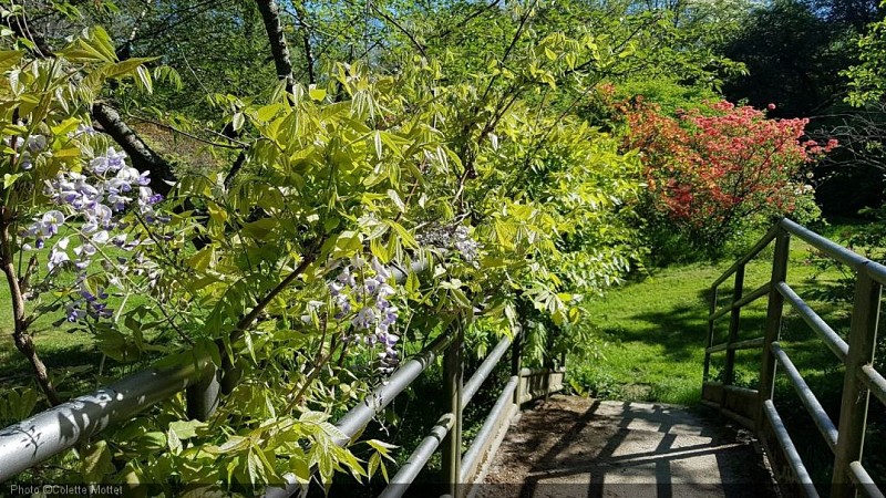 Arboretum Lenoir16.jpg