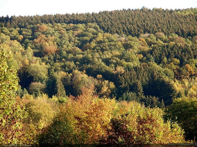 Massif forestier bois st jean.jpg