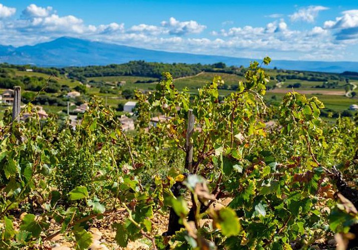 Visit Orange and taste wine in Châteauneuf-du-Pape