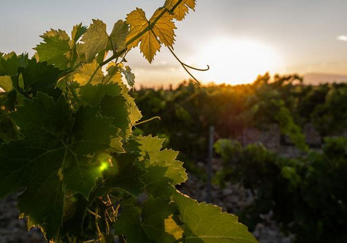 Wine-tasting in the Rhone Valley