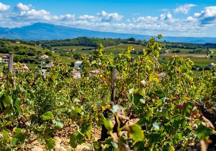 Wine-tasting in the Rhone Valley