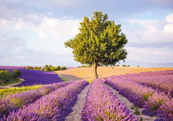 Découverte des champs de  Lavande en floraison et marchés provençaux