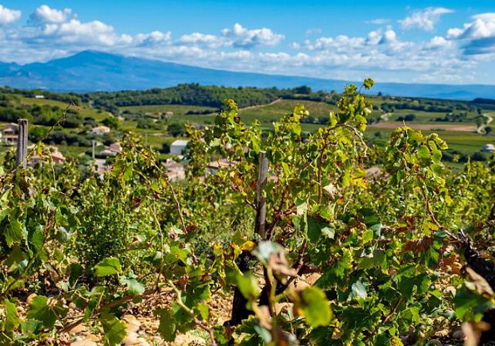 Tasting and visit to the wineries: Châteauneuf-du-Pape, the Rhone Valley and Tavel