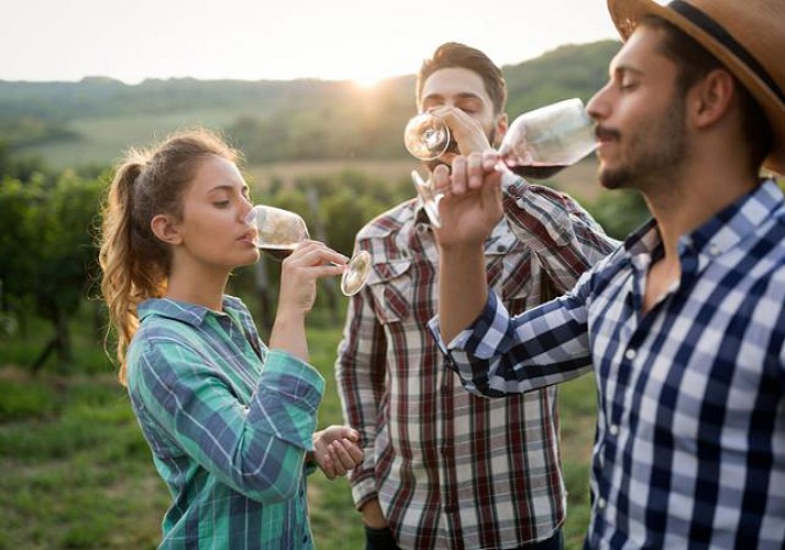 Tasting and visit to the wineries: Châteauneuf-du-Pape, the Rhone Valley and Tavel