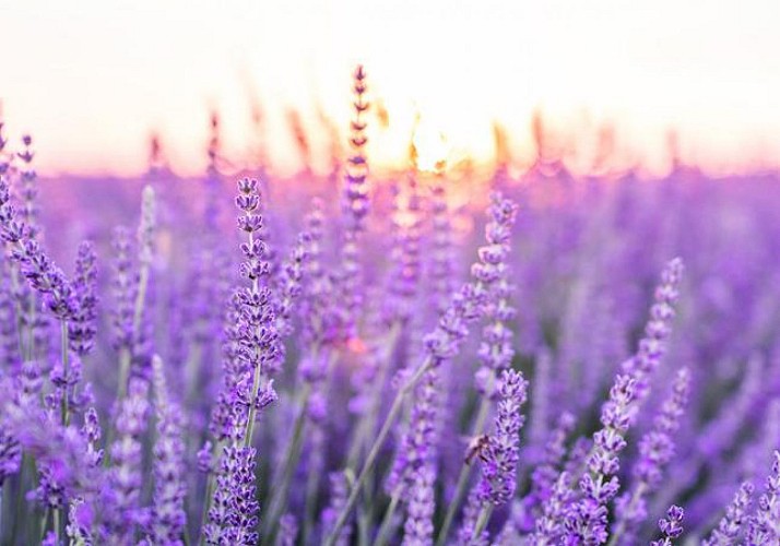 See the lavender fields in the morning