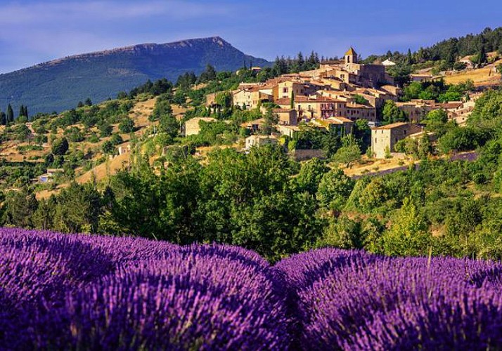 Discover the Lavender fields and visit the Lavender Museum