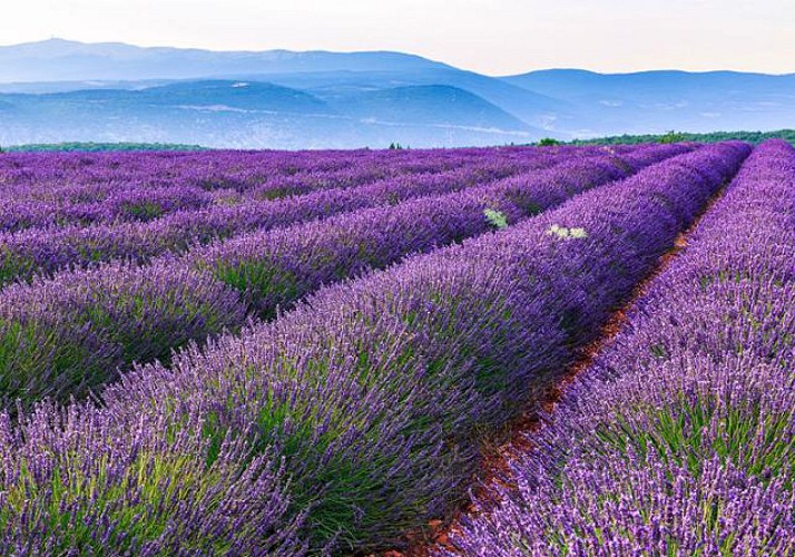 Discover the Lavender fields and visit the Lavender Museum