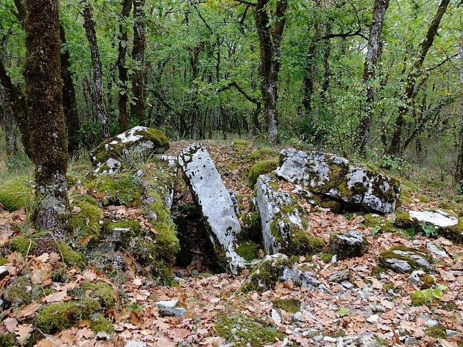 Dans les bois de chênes