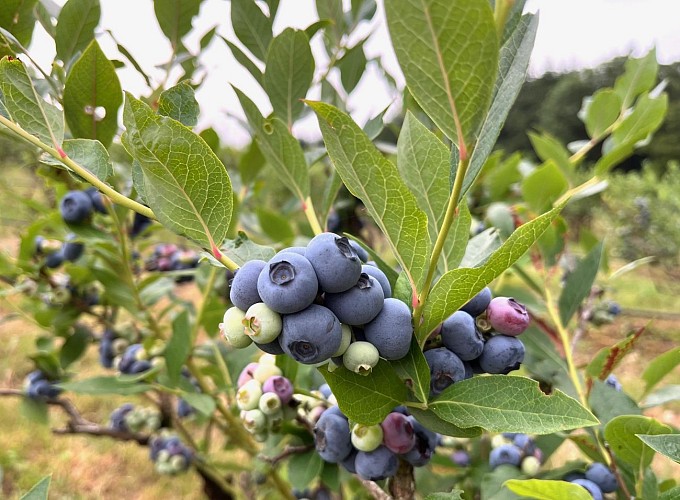 Verger Myrtilles du Trimoulet  - Myrtilles - Auriane REMIGY (1)