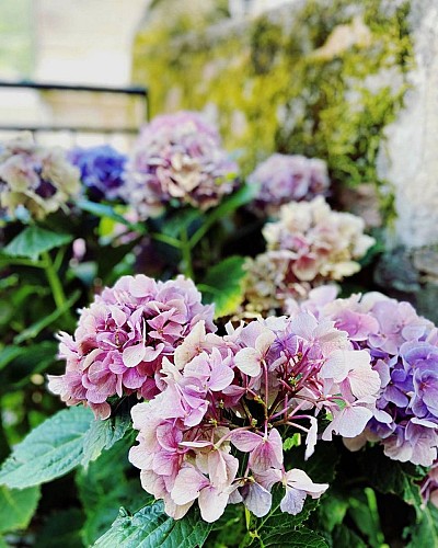 Hortensias_4