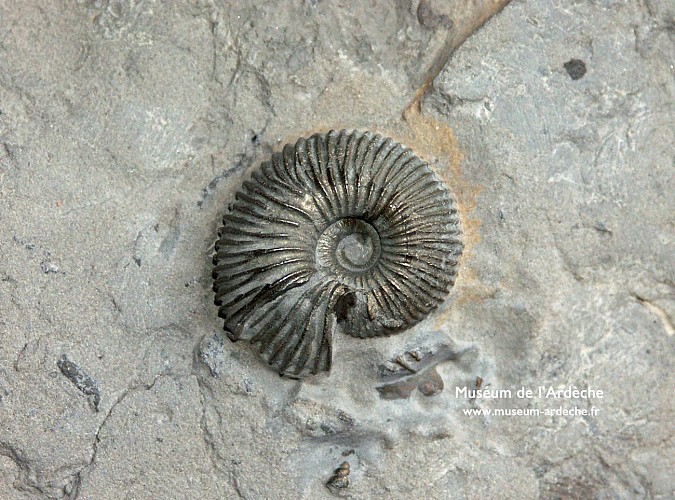 Muséum de l'Ardèche: Fossilien und Dinosaurier