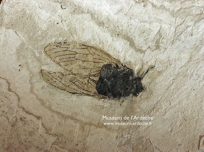 Muséum de l'Ardèche: Fossilien und Dinosaurier