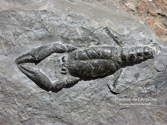 Muséum de l'Ardèche: Fossilien und Dinosaurier