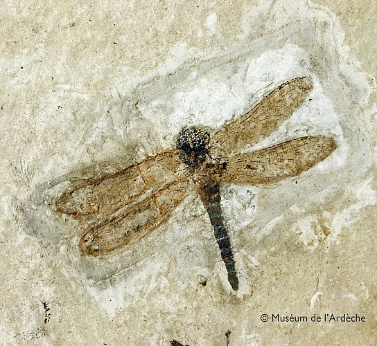 Muséum de l'Ardèche: fossils and dinosaurs