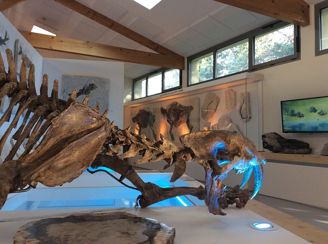 Muséum de l'Ardèche : fossiles et dinosaures