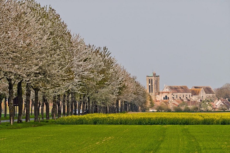 Collégiale Saint-Martin de Champeaux